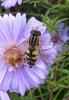 Helophilus trivittatus